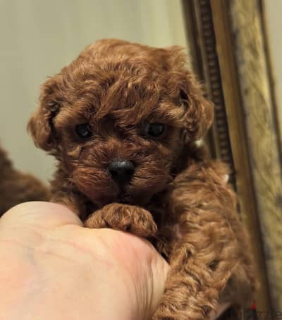 Tea cup poodle  Male and Female