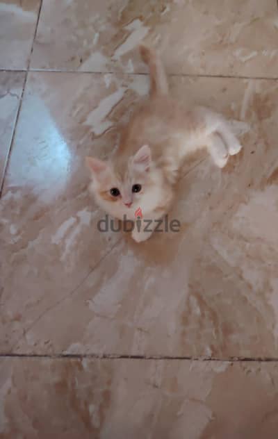 قط شيرازي مون فيس
