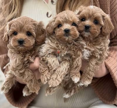 Maltipoo_بودل _maltipoo