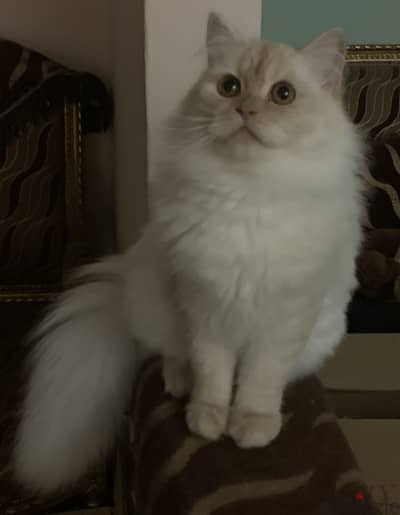 ذكر شيرازي للجواز