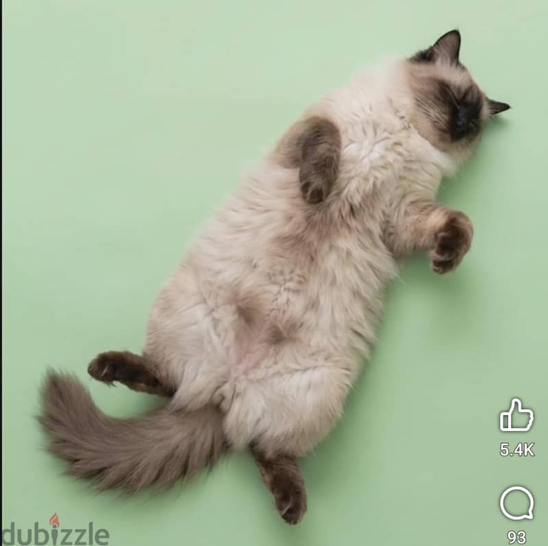 ragdoll cat 1