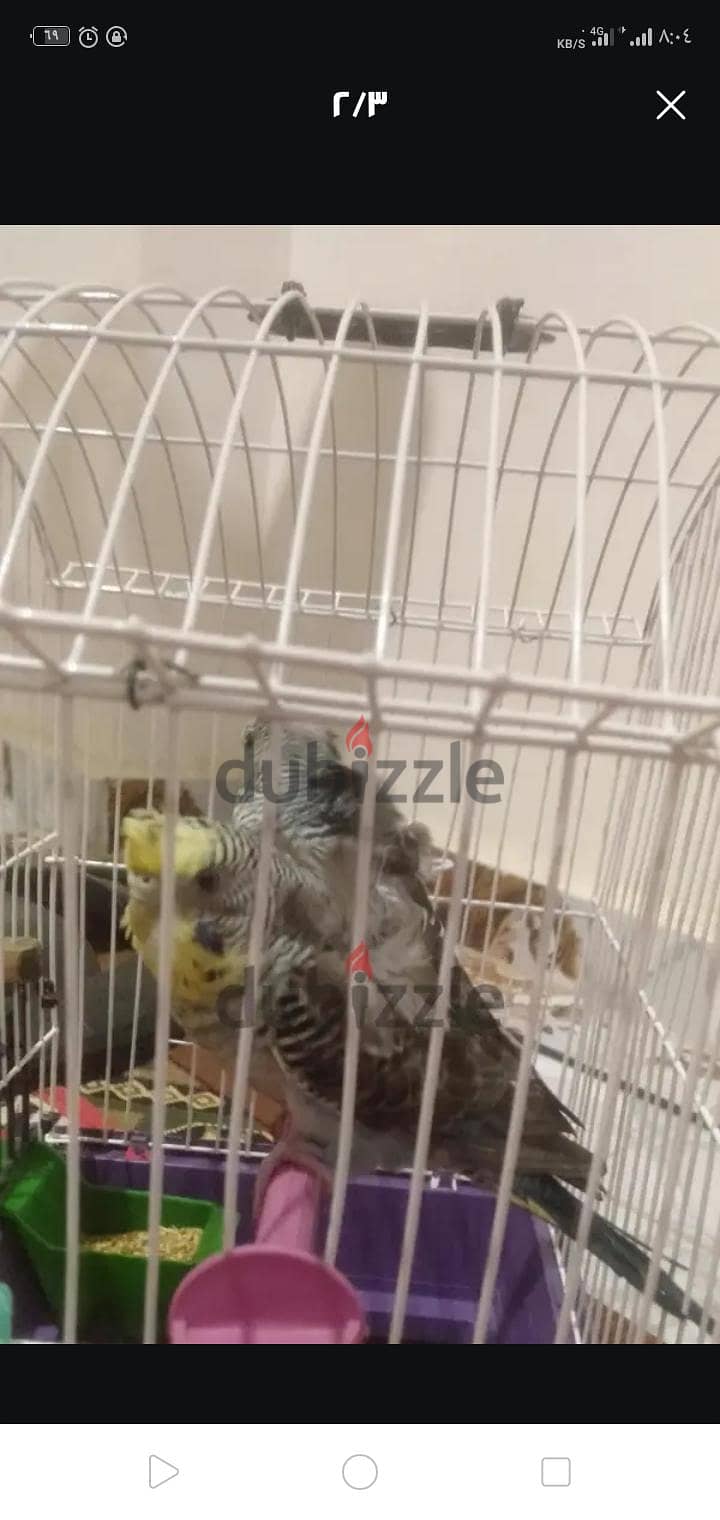 بلاك وينج فلل 2