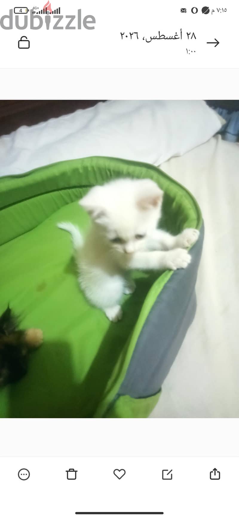 واد وبنت شرازى 1