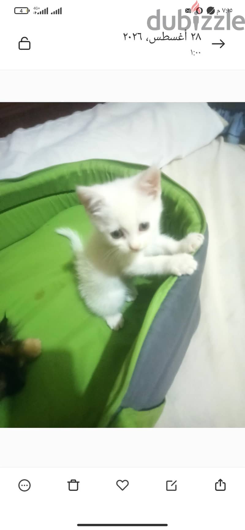 واد وبنت شرازى 2