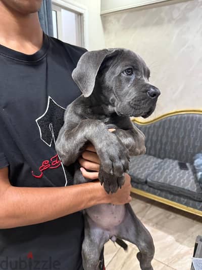 جرو انثى كين كورسو  (Cane Corso puppy)