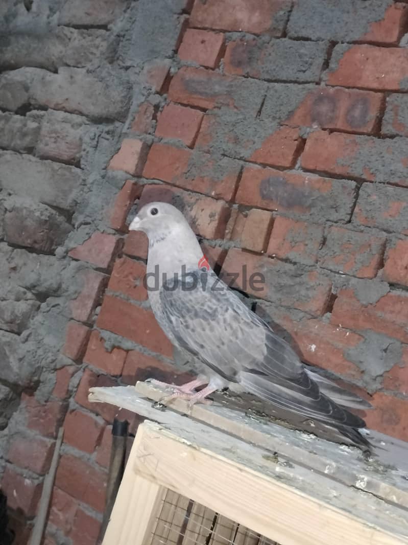 طيور  حمام 5