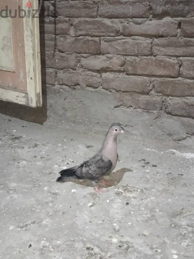 طيور  حمام 6