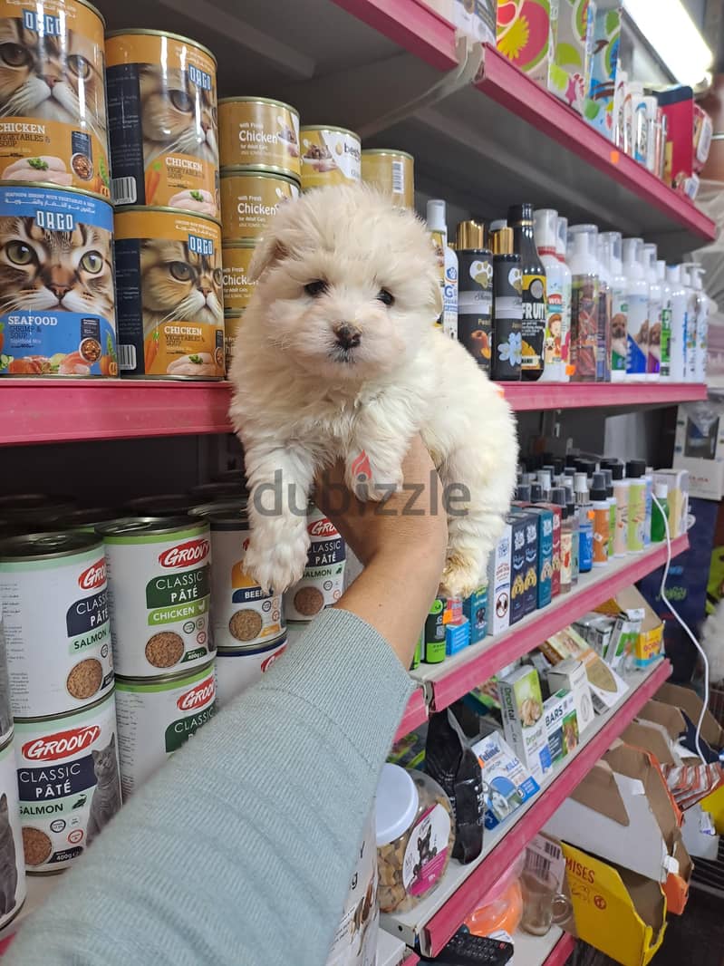 هفانييز بيور 3