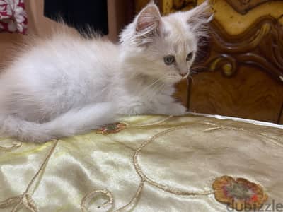 ‏قطة صغيرة جميلة