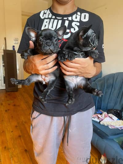 French Bulldog Puppies | 45 Days Old