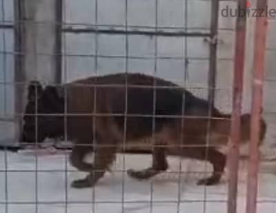 نتاية جيرمن  شورت هير بطله