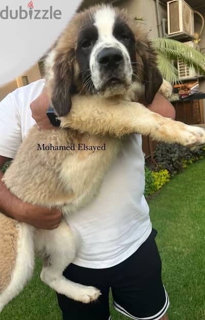 جراوي سانت برنارد ولد وبنت . . saint bernard puppies