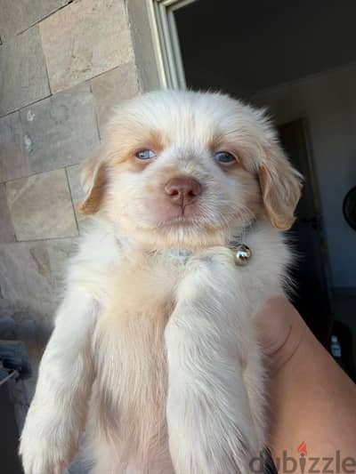 havanese mini