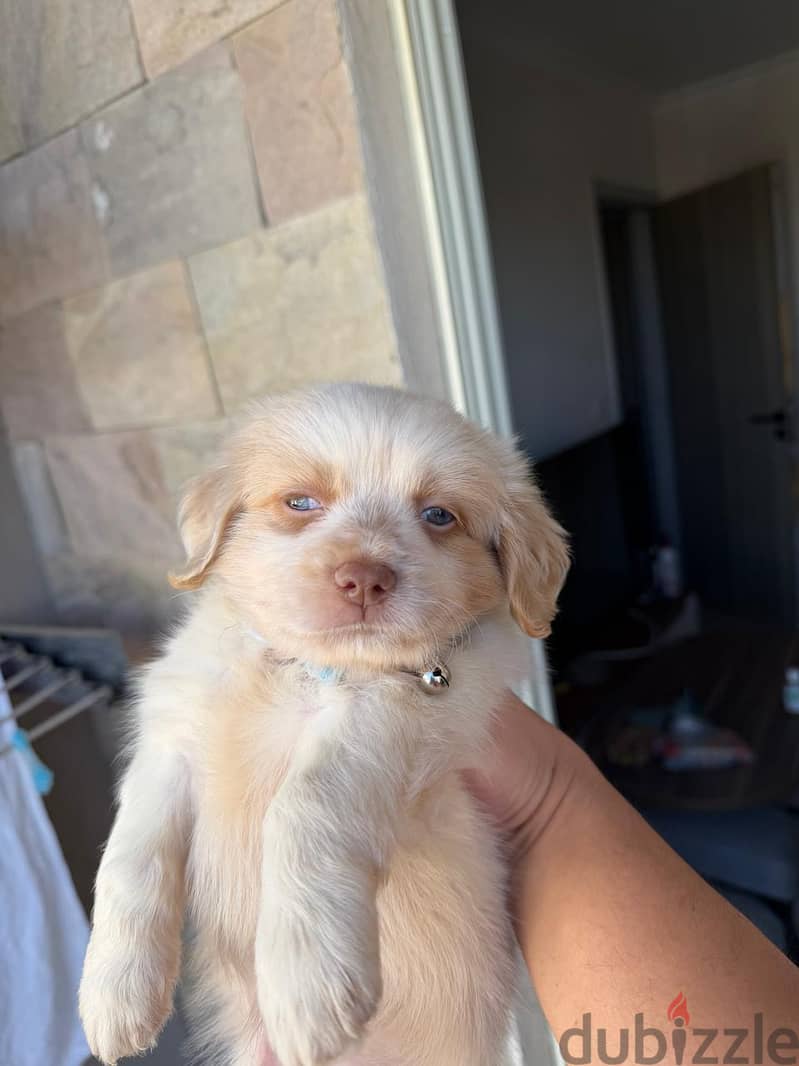 havanese mini 1