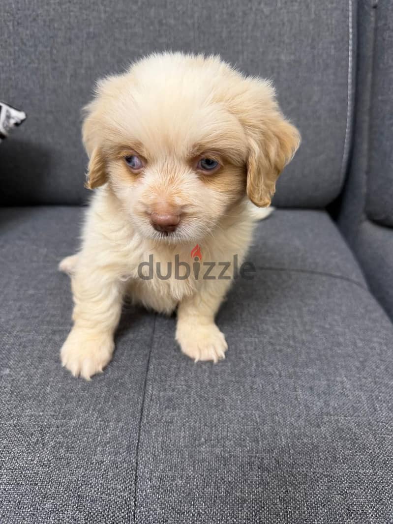 havanese mini 2