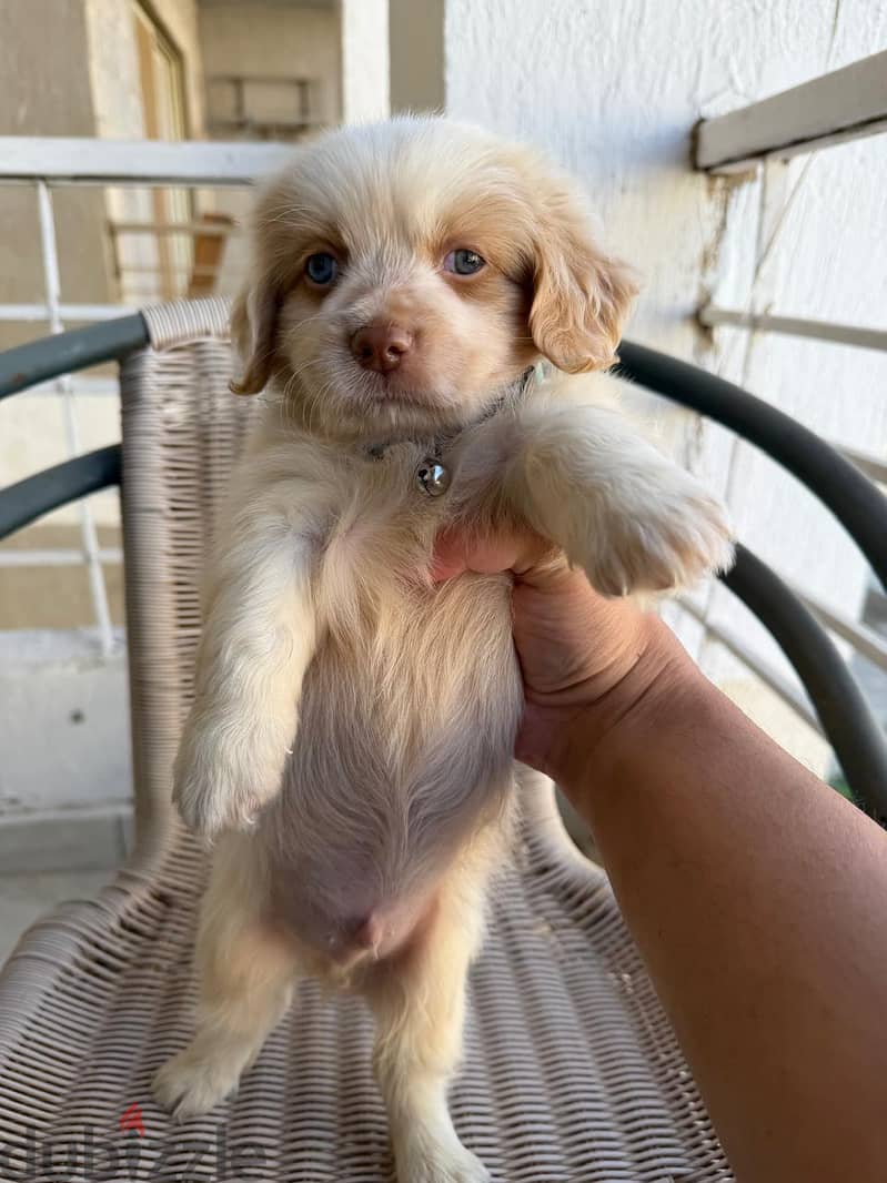 havanese mini 3