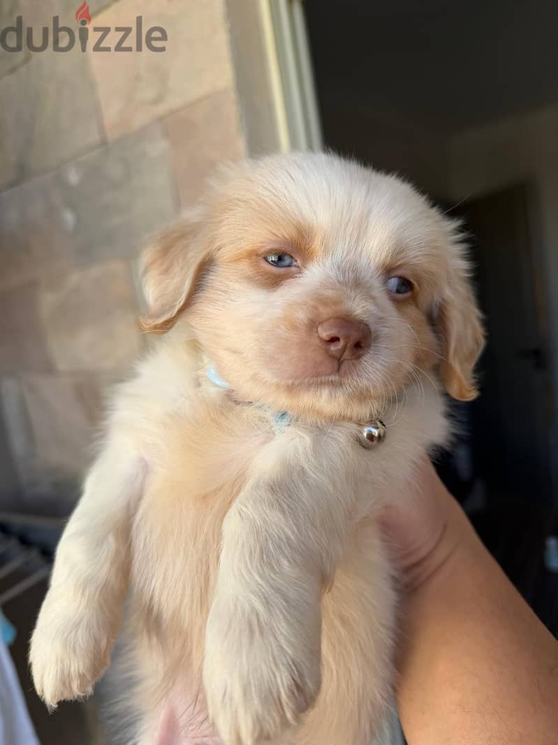 havanese mini 4