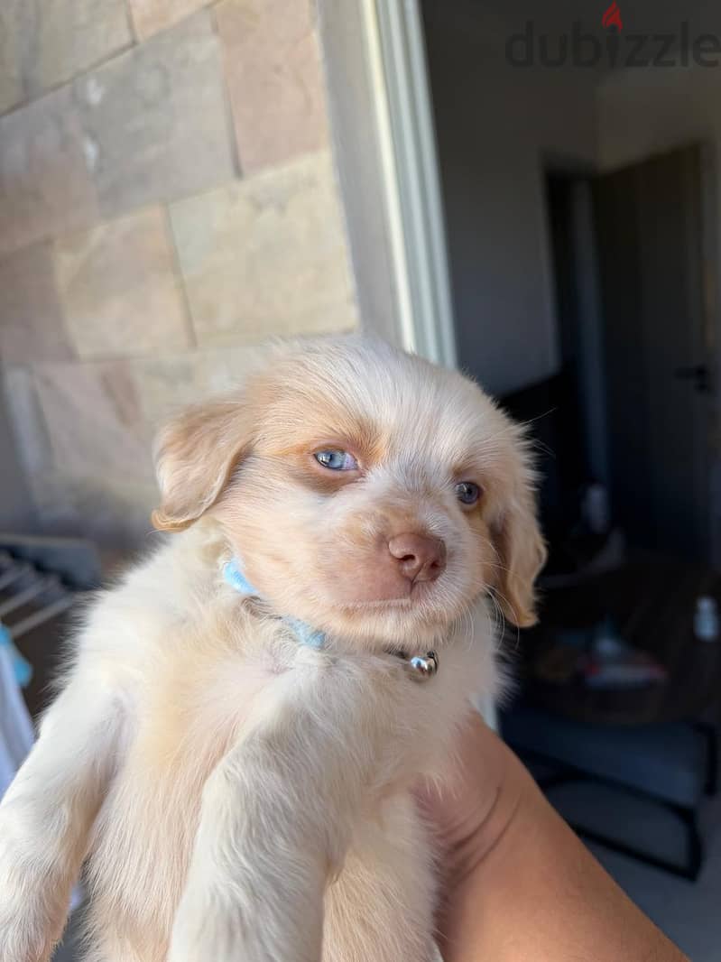 havanese mini 5