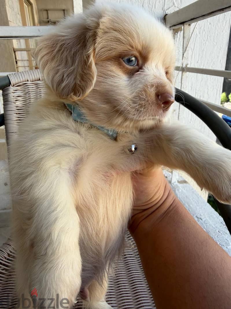 havanese mini 7