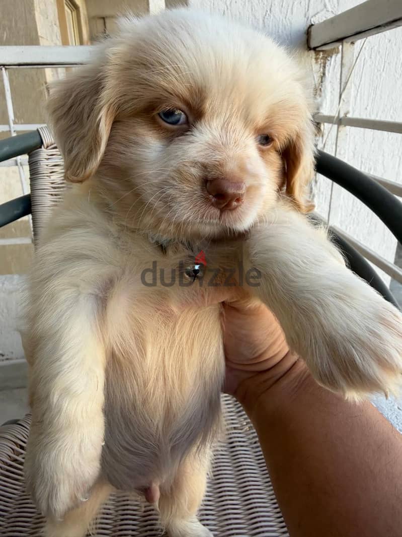 havanese mini 8