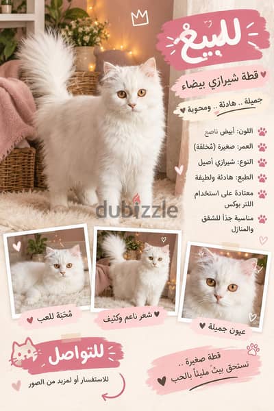 قطه شيرازي