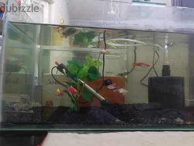 Complete Fish Tank Setup – Everything Included!