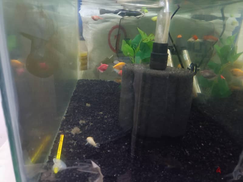 Complete Fish Tank Setup – Everything Included! 1