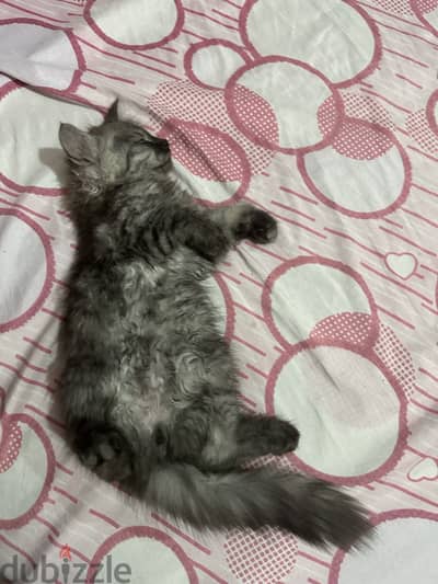 قطه جميلة