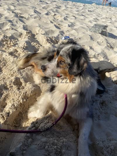 Australian Shepherd female 17 months -old with a stunning and highly s