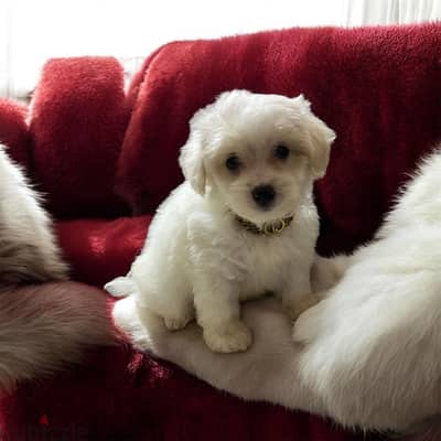احلى واشيك بنوته هافانيز Havanese ميني عندها 45 يوم