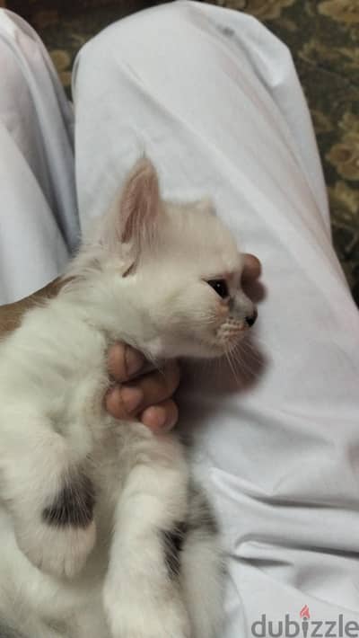 حدئق اكتوبر دهشور