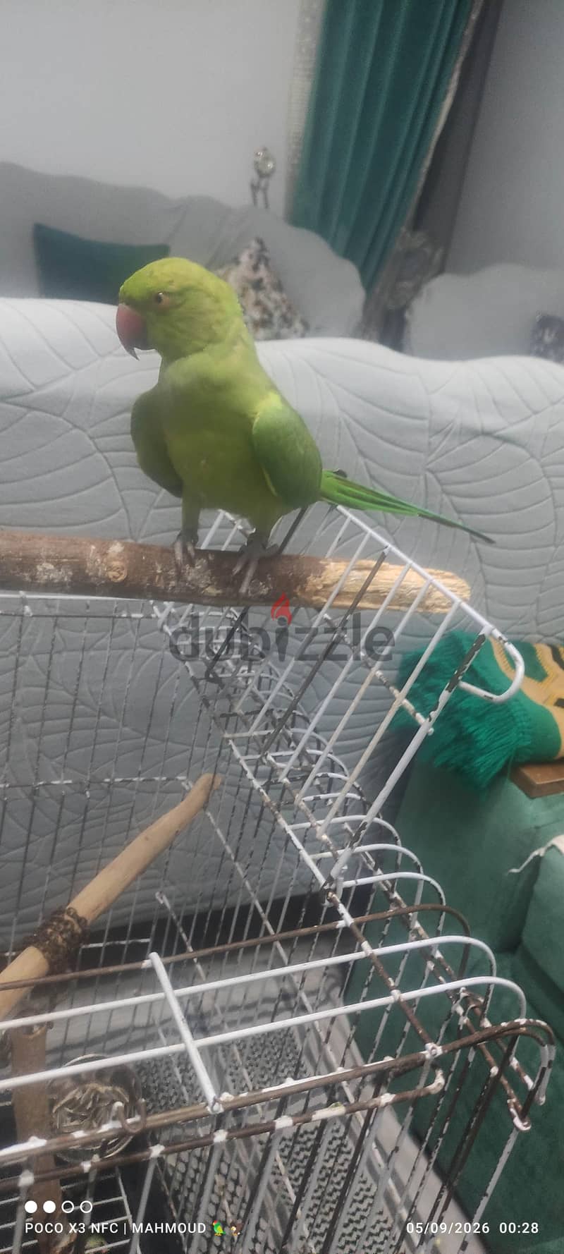 دره هندي 6