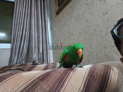 للبيع ولد اكليكتوس عمر تقريبا سنه