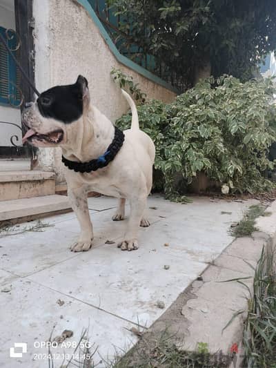 دكر و نتايه بولي للبيع