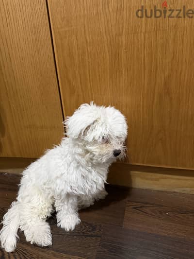 Maltese puppy named teddy