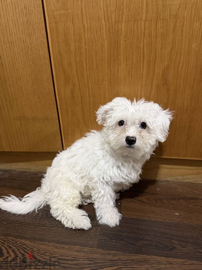 Maltese puppy named teddy 1
