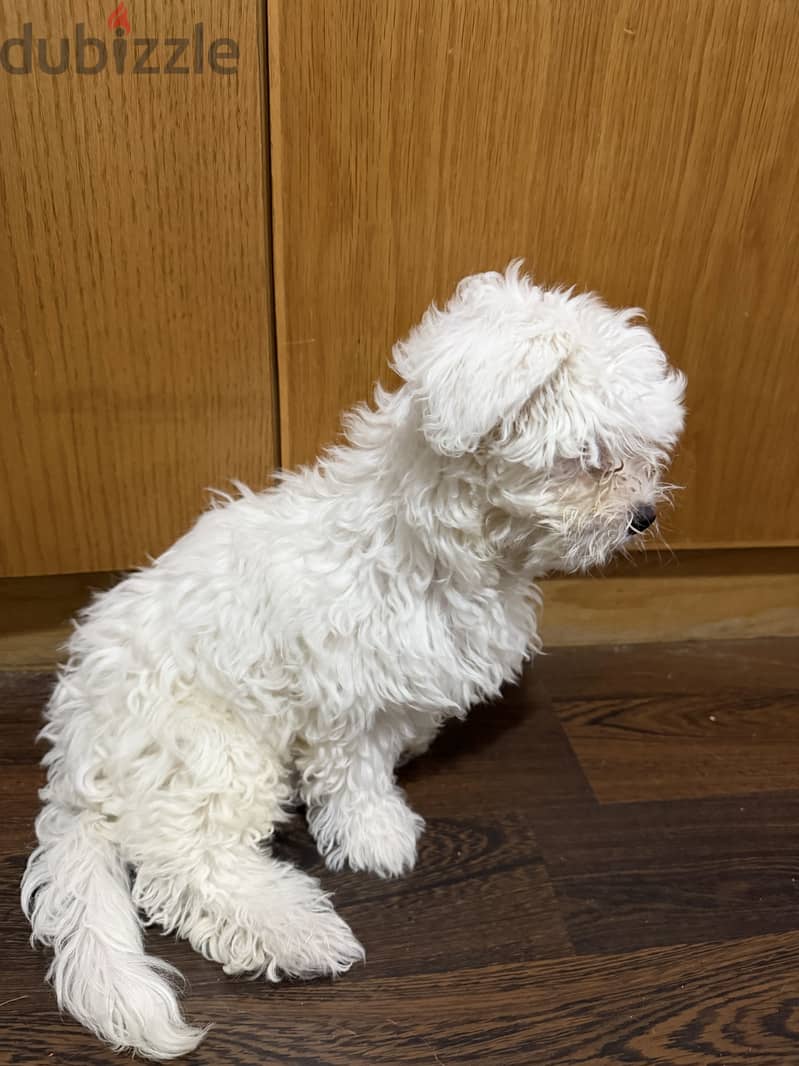 Maltese puppy named teddy 2