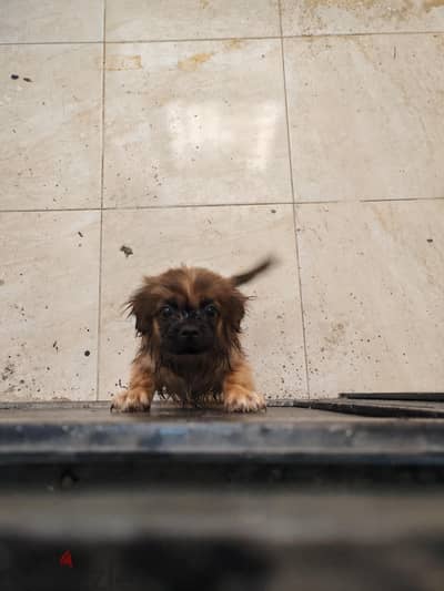 جرو Pekingese (بكينيز) جميل جدًا، حجمه صغير