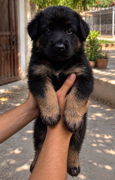 جيرمن شيبرد German Shepherd