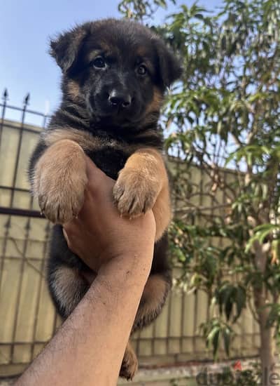 جيرمن شيبرد German Shepherd