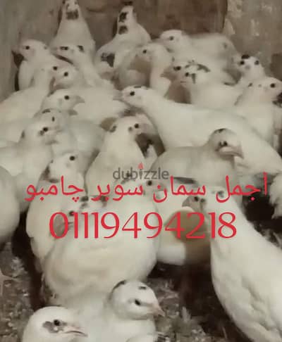 سمان سوبر چامبو