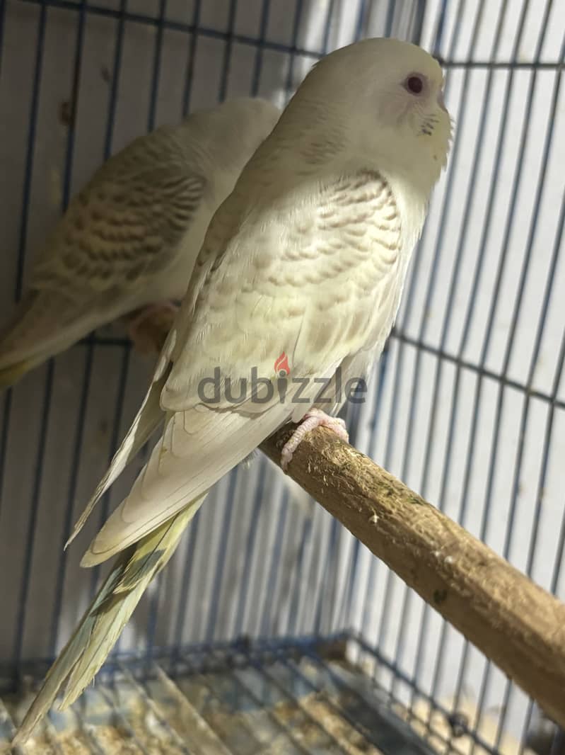 استرالي فالو 3