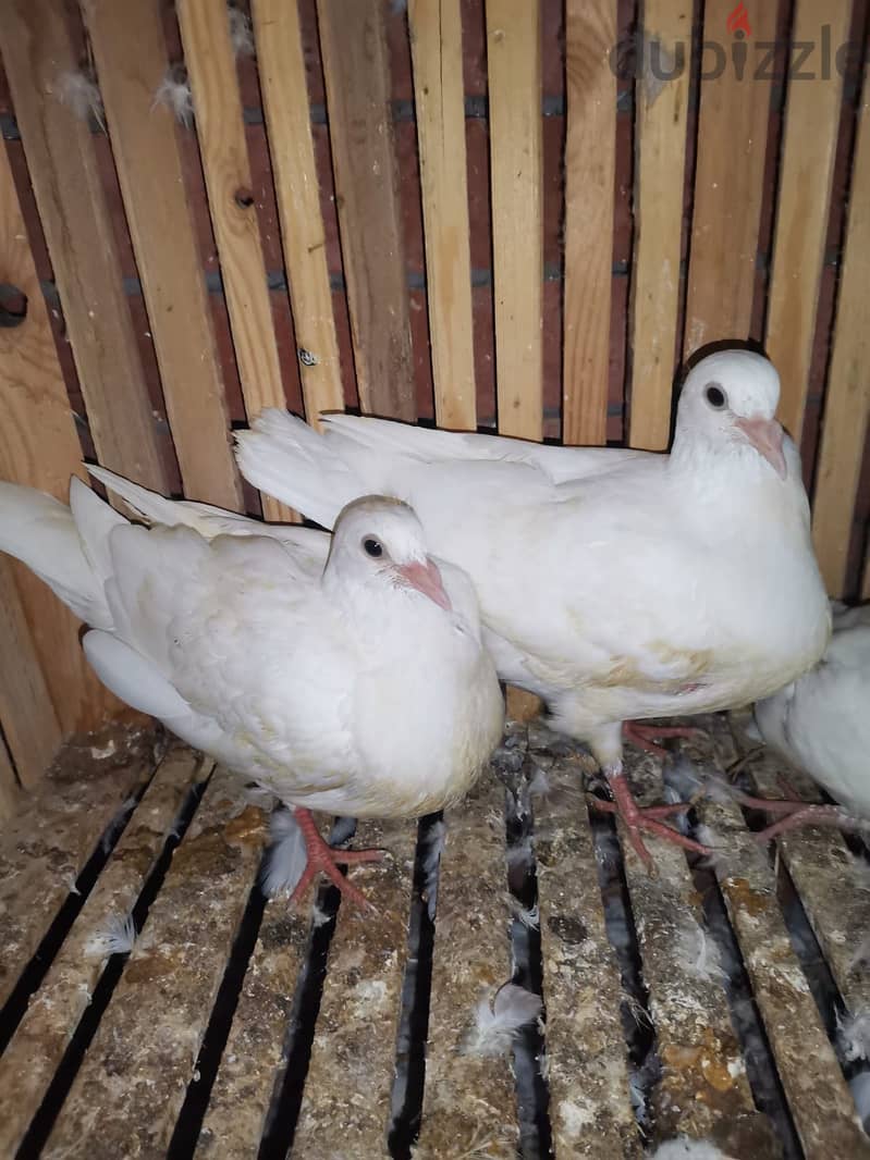 حمام بلدي 2