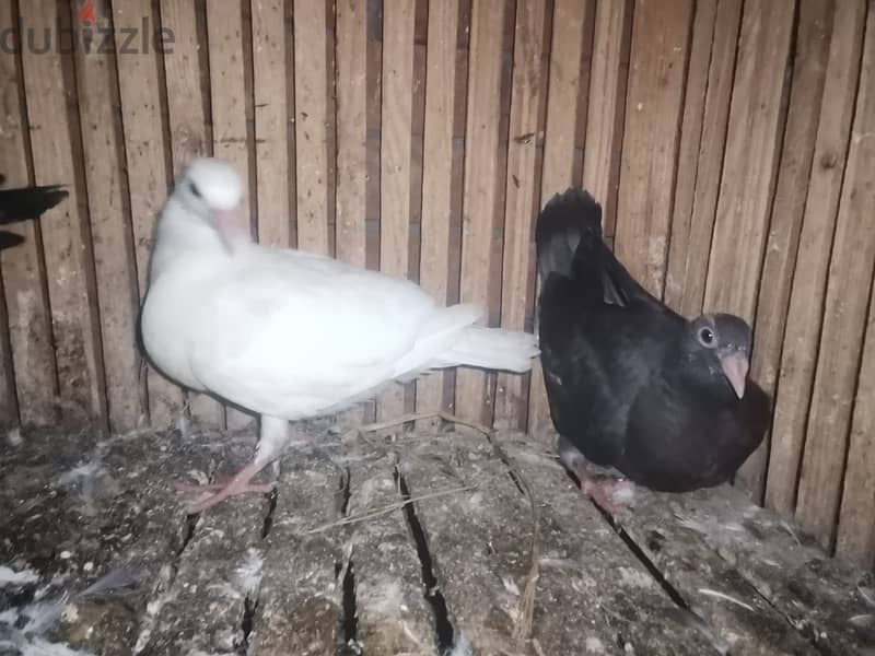 حمام بلدي 4