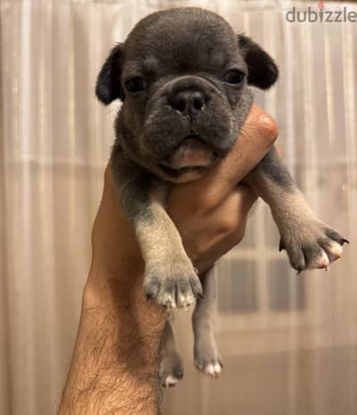 French Bulldog - فرينش بولدوج