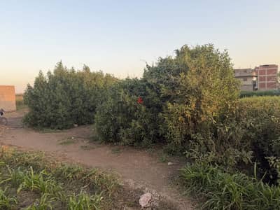 ارض للبيع مساحه نص قيراط زراعه بجوار المباني