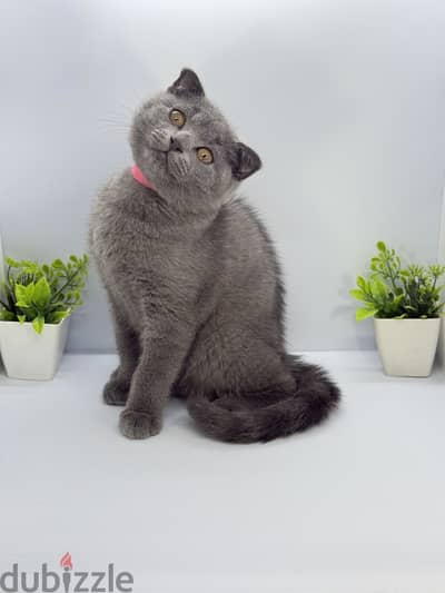British/Scottish Shorthair Male kitten