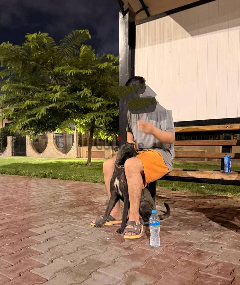كلب مالينو درك 1