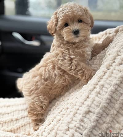 maltipoo 45 days