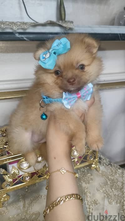 Pomeranian teacup